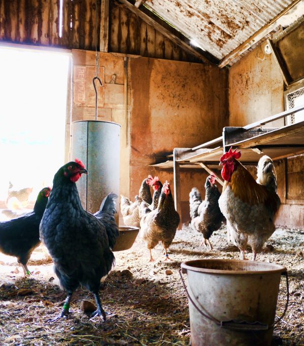 Treating Poultry Farm Water with Reverse Osmosis